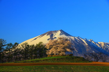 岩手山と桜