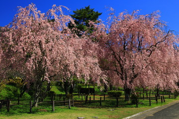 Fototapeta premium 春の枝垂れ桜