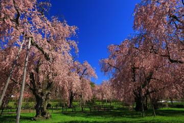 春の枝垂れ桜