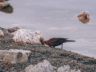 Bird looking for food on a rocky lakeshore in Mono Lake South Tufa