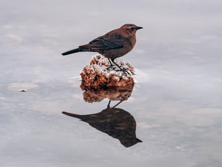 Profile photo of a dipper bird on a rock with mirror reflection in the water