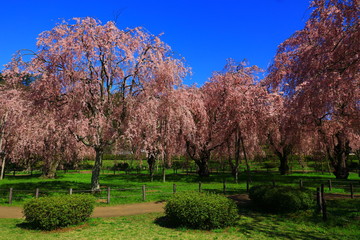 Naklejka premium 春の枝垂れ桜