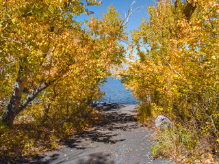 Walking among autumn trees to the shore of a mountain lake