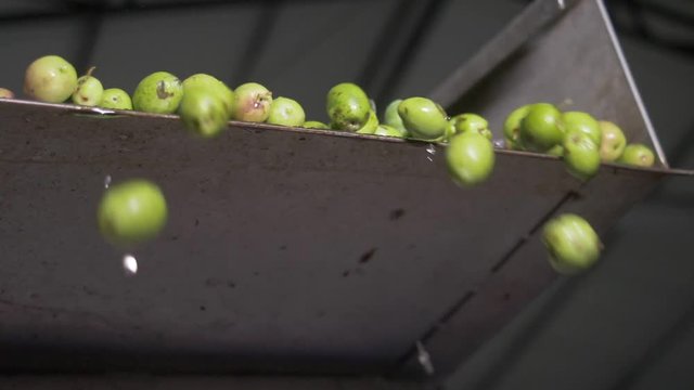 olives falling in the crusher-Olive Oil production in South of Italy-slow motion