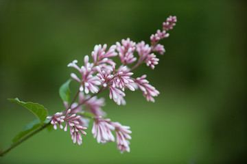 Fototapeta premium Purple lilac branch blooming against a blurred background