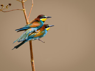 European Bee-Eaters Mating in Spring