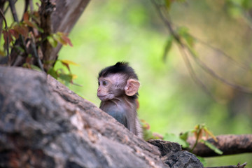 可愛いサル