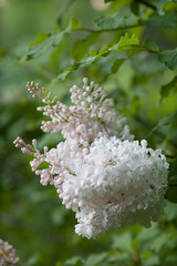 White lilac branch blooming against a blurred background