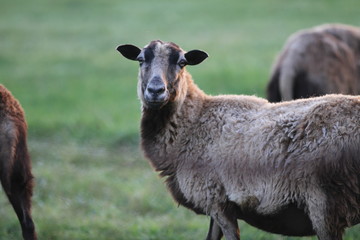 Fototapeta premium sheeps