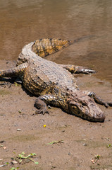 crocodile laying on the dirt