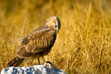 Bird of prey buzzard and its hunt Least Weasel. Yellow dry grass background.  Wild bird: Long legged Buzzard. Buteo rufinus. Hunt: Least Weasel. Mustela nivalis.