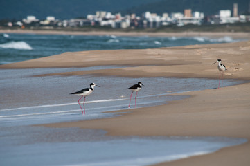 long legged birds on the beach