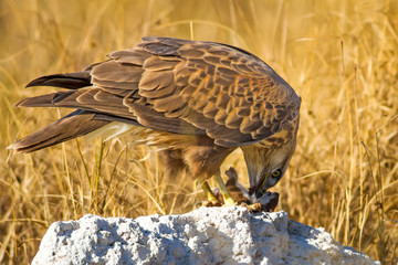 Bird of prey buzzard and its hunt Least Weasel. Yellow dry grass background.  Wild bird: Long...