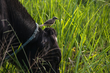 bird on a cow's head