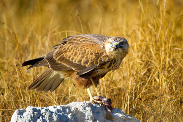 Bird of prey buzzard and its hunt Least Weasel. Yellow dry grass background.  Wild bird: Long...