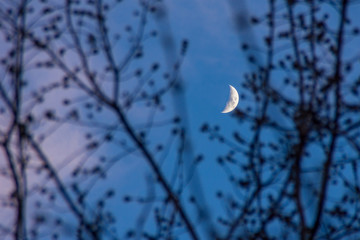 moon through the branches of trees without leaves