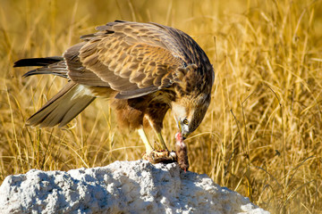 Bird of prey buzzard and its hunt Least Weasel. Yellow dry grass background.  Wild bird: Long...