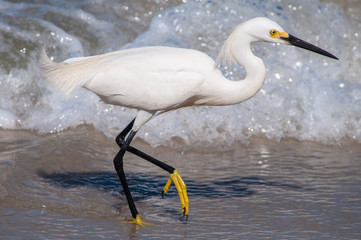 white egret in water