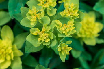 yellow flowers in the garden