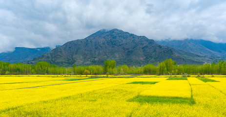 Amazing beautiful scenery landscape of yellow mustard field with pine and mountain in spring during trip on the way to Pahalgam and Sonamarg, Kashmir, India