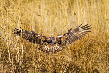 Bird of prey buzzard and its hunt Least Weasel. Yellow dry grass background.  Wild bird: Long...