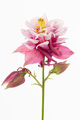 Magenta flower of aquilegia, blossom of catchment closeup, isolated on white background