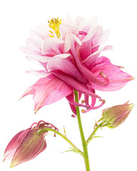 Magenta flower of aquilegia, blossom of catchment closeup, isolated on white background