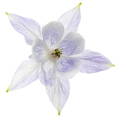 Soft blue flower of aquilegia, blossom of catchment closeup, isolated on white background