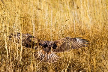 Bird of prey buzzard and its hunt Least Weasel. Yellow dry grass background.  Wild bird: Long...