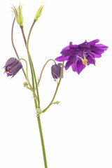 Fototapeta na wymiar Violet flower of aquilegia, blossom of catchment closeup, isolated on white background