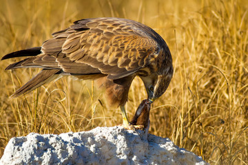 Bird of prey buzzard and its hunt Least Weasel. Yellow dry grass background.  Wild bird: Long...