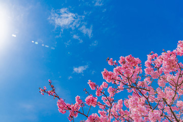 静岡県賀茂郡河津町　河津桜