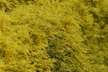 Filifera Aurea is an evergreen conifer of the Cypress family.