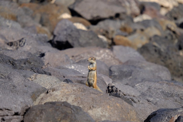 Barbary ground squirrel on a rock on Fuerteventura, Spain.