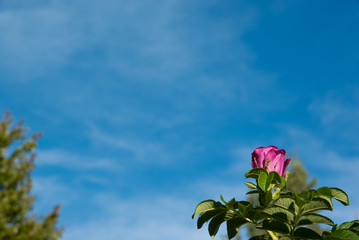 Wild rose flower against a nice blue sky.  Indicative of a nice summer day.