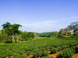 Fototapeta na wymiar Tea plantations in the hills the bushes of the tea plant