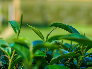 Young tea leaves on the tea plantation