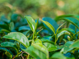 Young tea leaves on the tea plantation