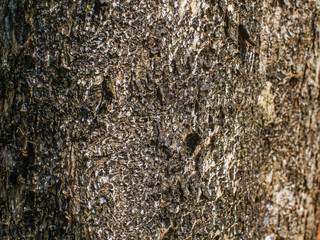 tree bark texture background image