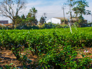 Fototapeta na wymiar Tea plantations in the hills the bushes of the tea plant
