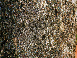 tree bark texture background image