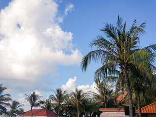 palm and sky with clouds on the background of buildings