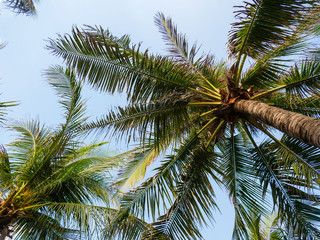 the leaves of the palm trees, bottom view