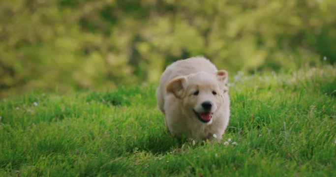 Slow motion of a playful puppy of pedigreed Golden Retriever dog is running in a green park in a sunny day.