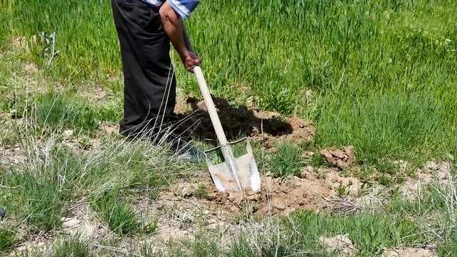 a gardener, worker digging the ground, working with shovel