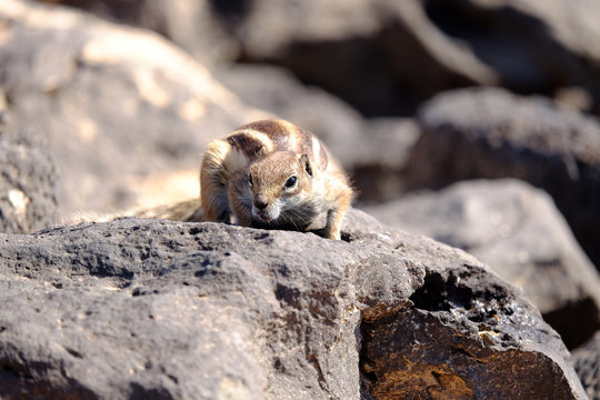 Barbary ground squirrel on a rock on Fuerteventura, Spain.