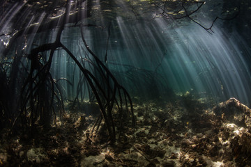 Sunlight filters down into a dark mangrove forest growing in Komodo National Park, Indonesia. This tropical area is known for its incredible marine biodiversity as well as its infamous dragons. 