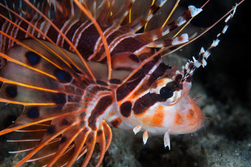 Naklejka na ściany i meble A Spotfin lionfish swims over the seafloor in Komodo National Park, Indonesia. This tropical area is known for its incredible marine biodiversity as well as its infamous dragons. 