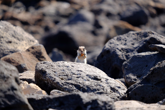 Barbary ground squirrel on a rock on Fuerteventura, Spain.