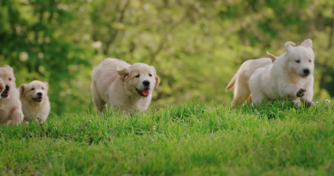 Slow motion of a group of playful puppies of pedigreed Golden Retriever dog are  running in a green park in a sunny day.